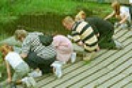 Click this picture to see pond dipping in action.